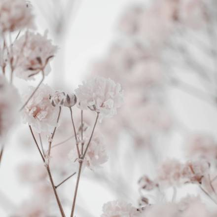 Breathing baby gypsophila macro photography. Bouquet of gypsophila on a beige background, selective focus