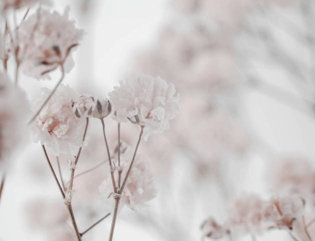 Breathing baby gypsophila macro photography. Bouquet of gypsophila on a beige background, selective focus