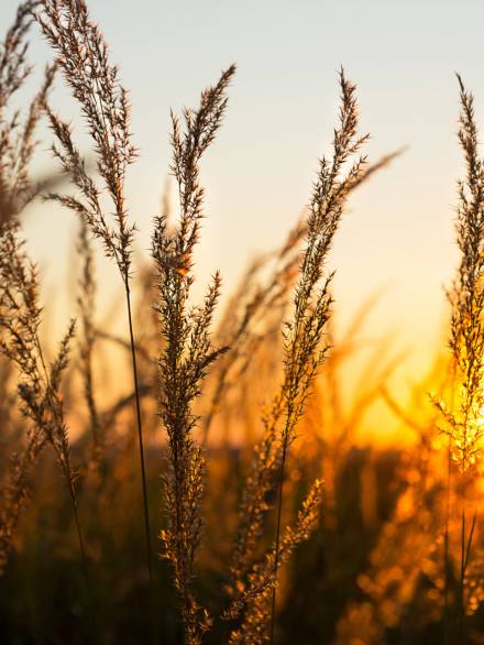 Dry grass-panicles of the Pampas against orange sky with a setting sun. Nature, decorative wild reeds, ecology. Summer evening, dry autumn grass
